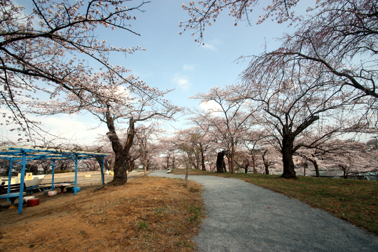 福島県南相馬市夜ノ森公園の桜です。
