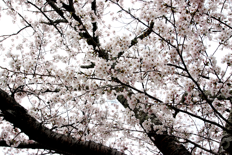 福島県南相馬市の夜ノ森公園の桜