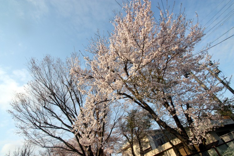 福島県南相馬市の原町高校の桜